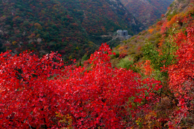 枫叶枫树枫林深秋图片背景