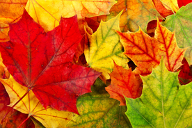 枫叶枫树枫林深秋图片背景