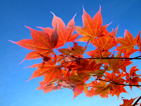 枫叶枫树枫林深秋图片背景