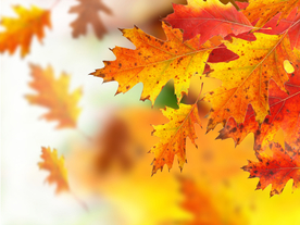 枫叶枫树枫林深秋图片背景