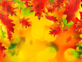 枫叶枫树枫林深秋图片背景