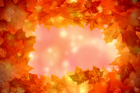 枫叶枫树枫林深秋图片背景