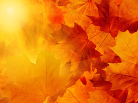 枫叶枫林深秋图片背景