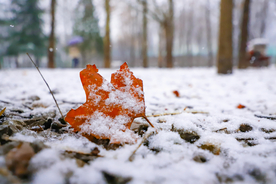 枫叶枫树枫林深秋图片背景