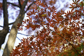枫叶枫树枫林深秋图片背景