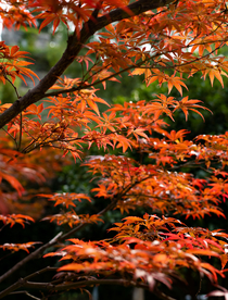 枫叶枫树枫林深秋图片背景