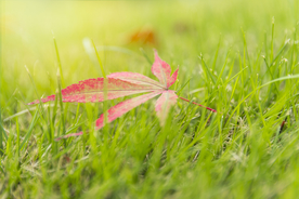 枫叶枫树枫林深秋图片背景