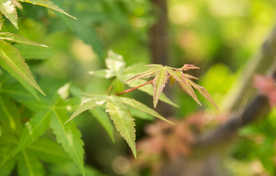 枫叶枫树枫林深秋图片背景