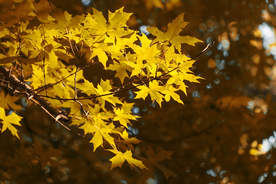 枫叶枫树枫林深秋图片背景