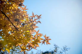 枫叶枫树枫林深秋图片背景