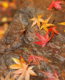 枫叶枫树枫林深秋图片背景