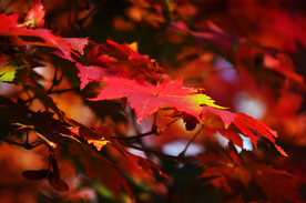 枫叶枫树枫林深秋图片背景