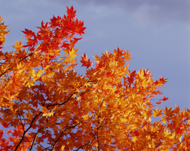 枫叶枫树枫林深秋图片背景