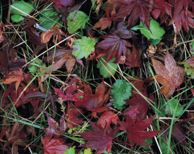 枫叶枫树枫林深秋图片背景