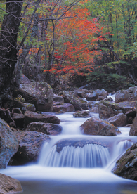 枫叶枫树枫林深秋图片背景