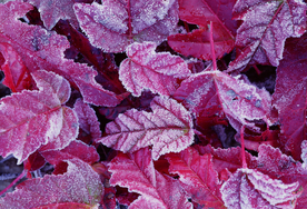 枫叶枫树枫林深秋图片背景