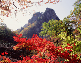 枫叶枫树枫林深秋图片背景
