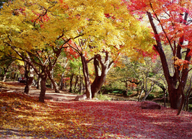枫叶枫树枫林深秋图片背景