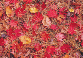 枫叶枫树枫林深秋图片背景