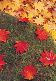 枫叶枫树枫林深秋图片背景