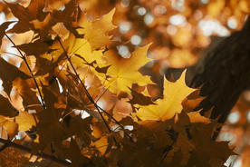 枫叶枫树枫林深秋图片背景