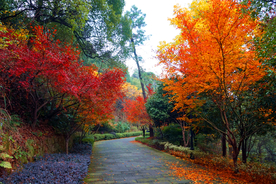 枫叶枫树枫林深秋图片背景
