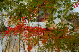 枫叶枫树枫林深秋图片背景