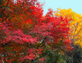 枫叶枫树枫林深秋图片背景