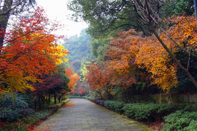 枫叶枫树枫林深秋图片背景