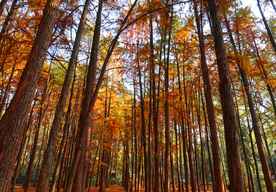 枫叶枫树枫林深秋图片背景