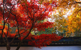 枫叶枫树枫林深秋图片背景