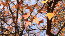 枫叶枫树枫林深秋图片背景
