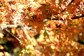 枫叶枫树枫林深秋图片背景
