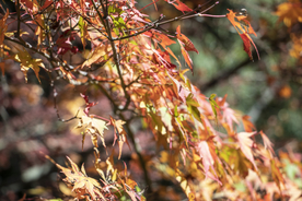 枫叶枫树枫林深秋图片背景