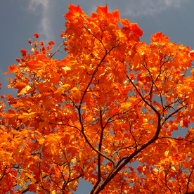 枫叶枫树枫林深秋图片背景