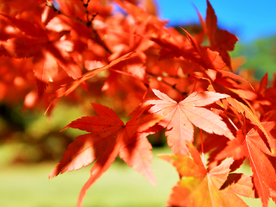 枫叶枫树枫林深秋图片背景