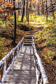 枫叶枫树枫林深秋图片背景