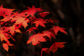 枫叶枫树枫林深秋图片背景