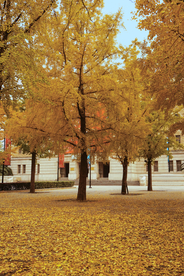 枫叶枫树枫林深秋图片背景