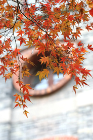 枫叶枫树枫林深秋图片背景