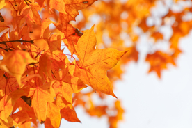 枫叶枫树枫林深秋图片背景