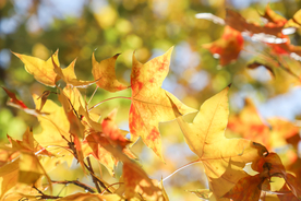 枫叶枫树枫林深秋图片背景