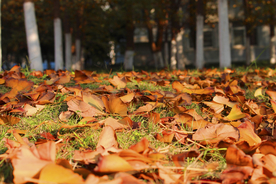 枫叶枫树枫林深秋图片背景