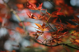 枫叶枫树枫林深秋图片背景