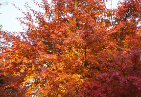 枫叶枫树枫林深秋图片背景