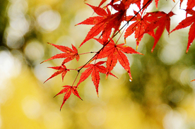 枫叶枫树枫林深秋图片背景