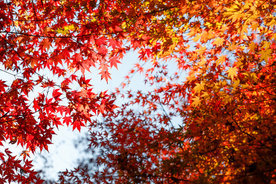 枫叶枫树枫林深秋图片背景