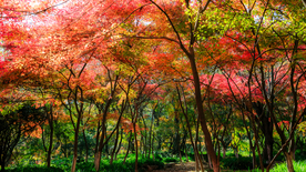 枫叶枫树枫林深秋图片背景