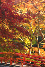 枫叶枫树枫林深秋图片背景