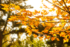 枫叶枫树枫林深秋图片背景